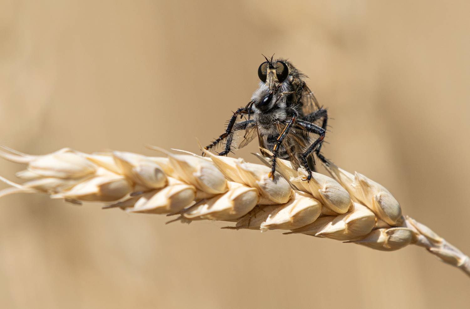 , Савельев Алексей