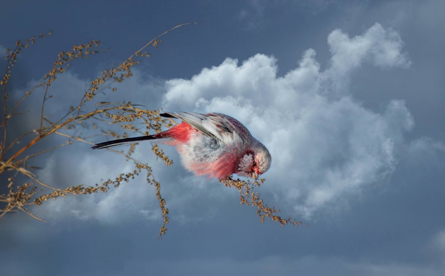 урагус, Александр Канцур