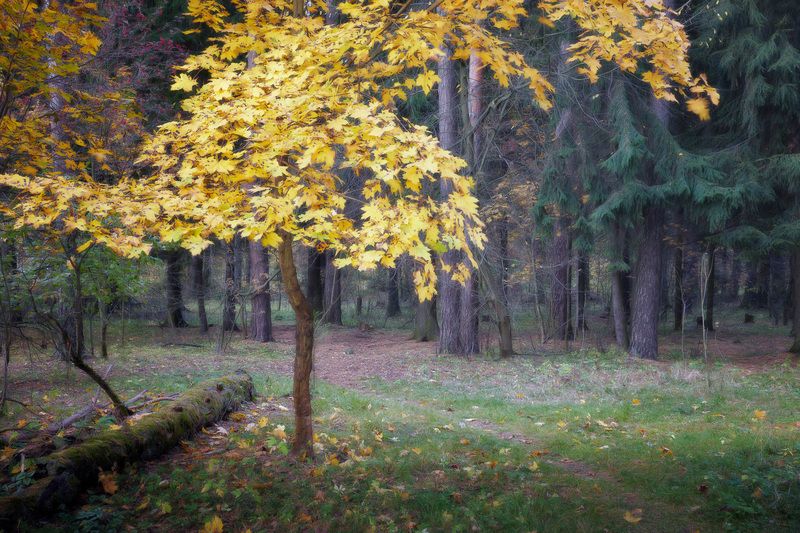В осеннем лесу фото превью