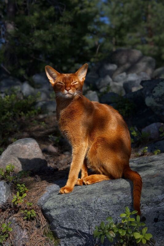 Порода? Королевская! фото превью