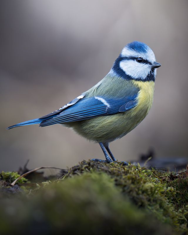 Обыкновенная лазоревка (Cyanistes caeruleus)  фото превью