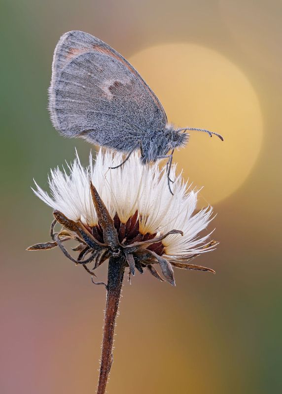 Сенница фото превью