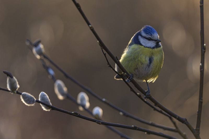 синица, лазоревка, птицы, верба, весна Весна фото превью
