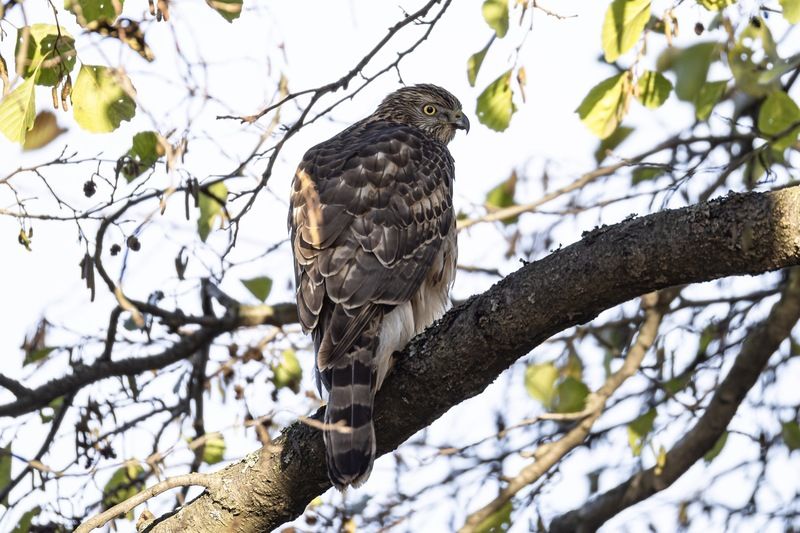 ястреб тетеревятник, ястреб, тетеревятник, птицы, ястреб-тетеревятник, хищники, хищная птица. hawk, birds, goshawk Ястреб-тетеревятник фото превью