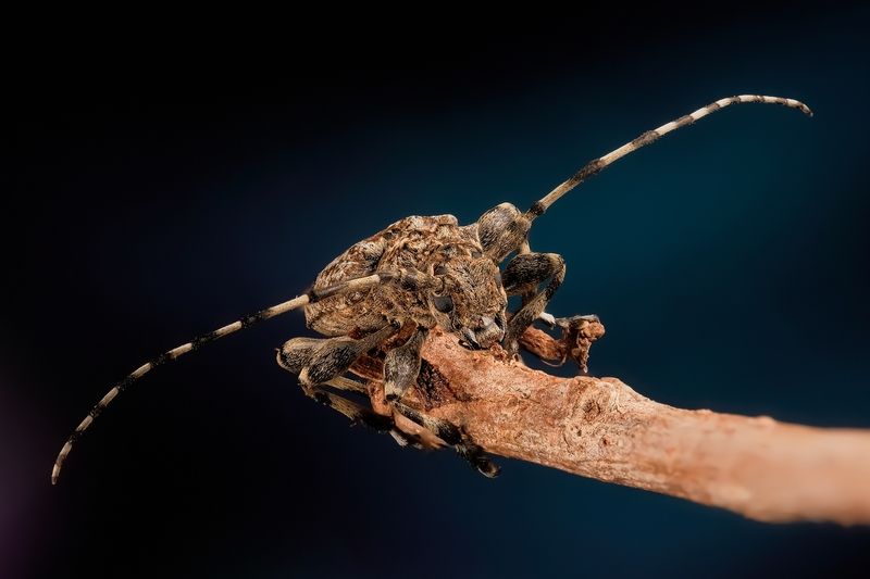 Троллейбус) фото превью