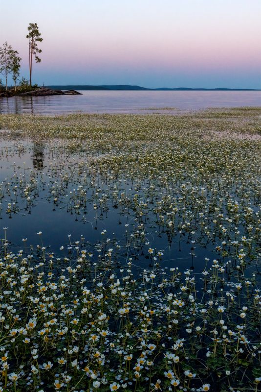 Белая ночь фото превью