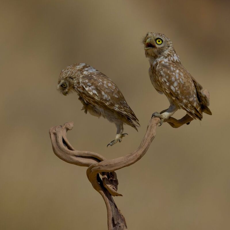 Little owls  фото превью