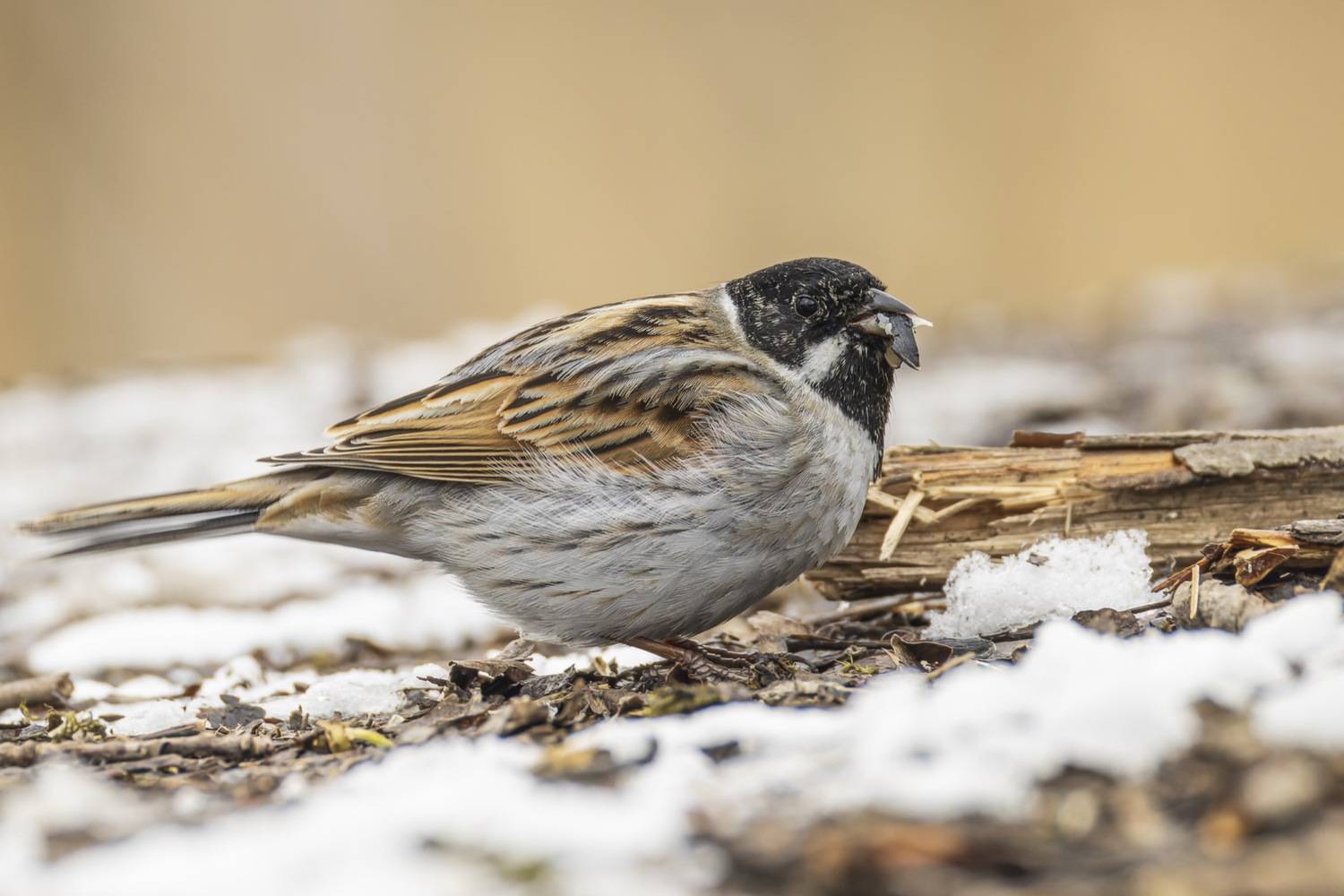 камышовая овсянка, тростниковая овсянка, камышник, овсянка, птицы, Ruslan Pl