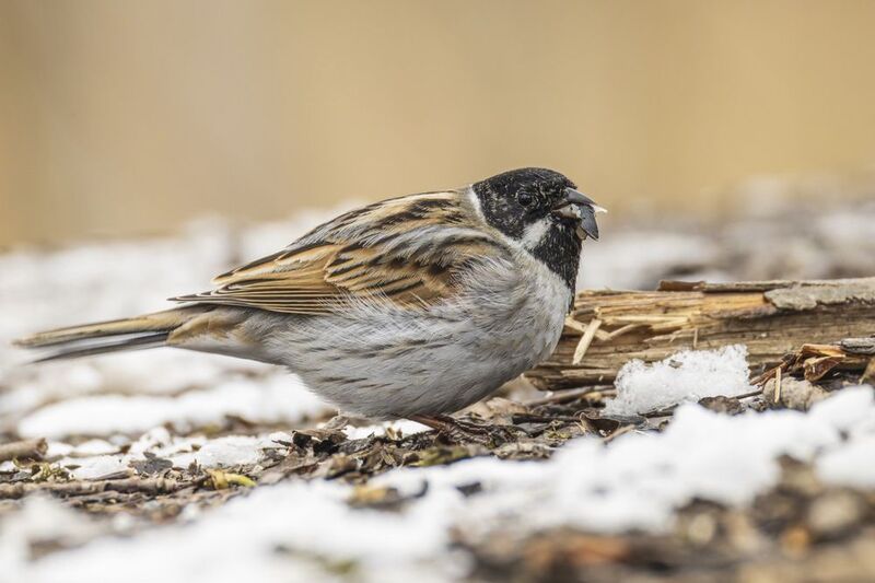 камышовая овсянка, тростниковая овсянка, камышник, овсянка, птицы Камышовая овсянка фото превью