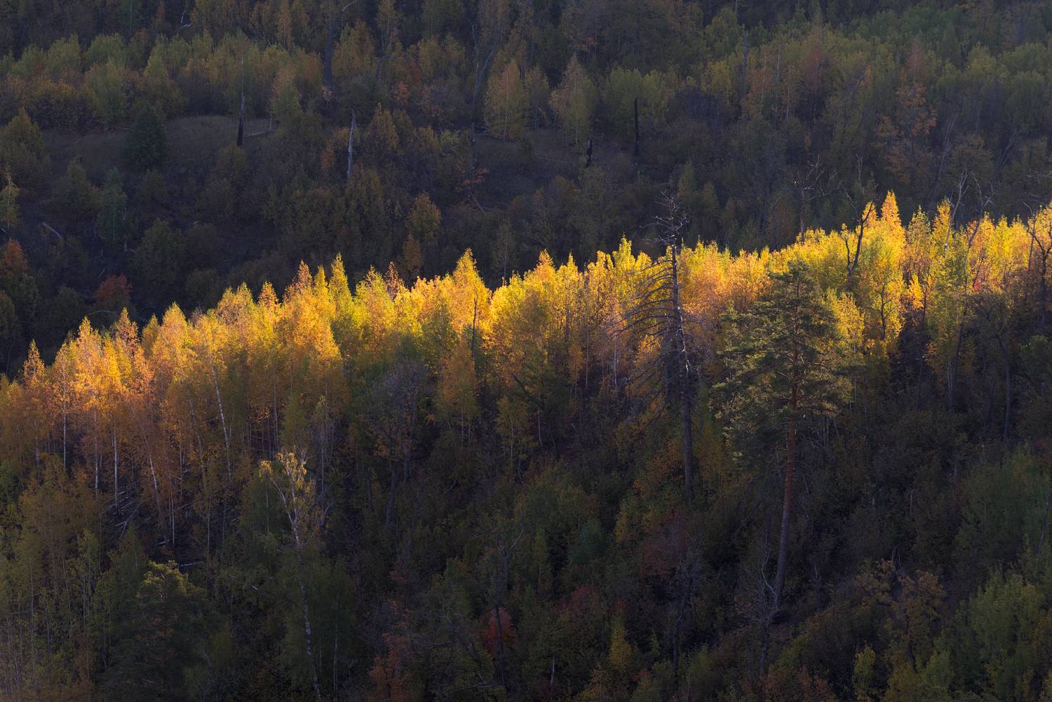 , Алексей Проняхин