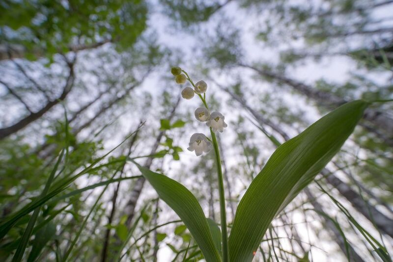 Ландыш, май, вид снизу Под берёзками фото превью