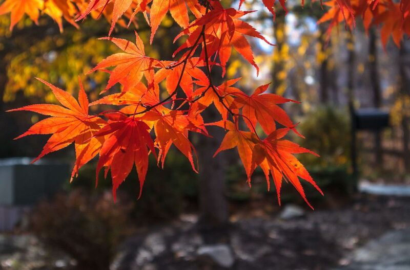 Прощание с осенью... фото превью