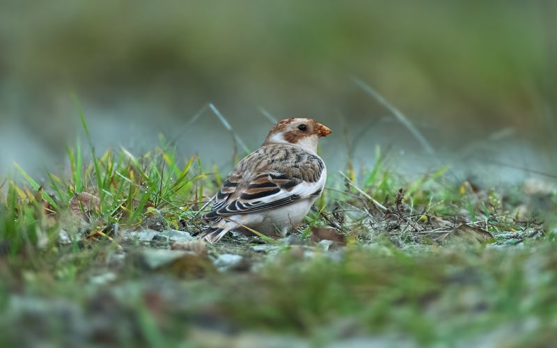 Пуночка / Snow Bunting / Plectrophenax nivalis фото превью