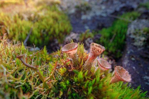 Космополитные крыночки