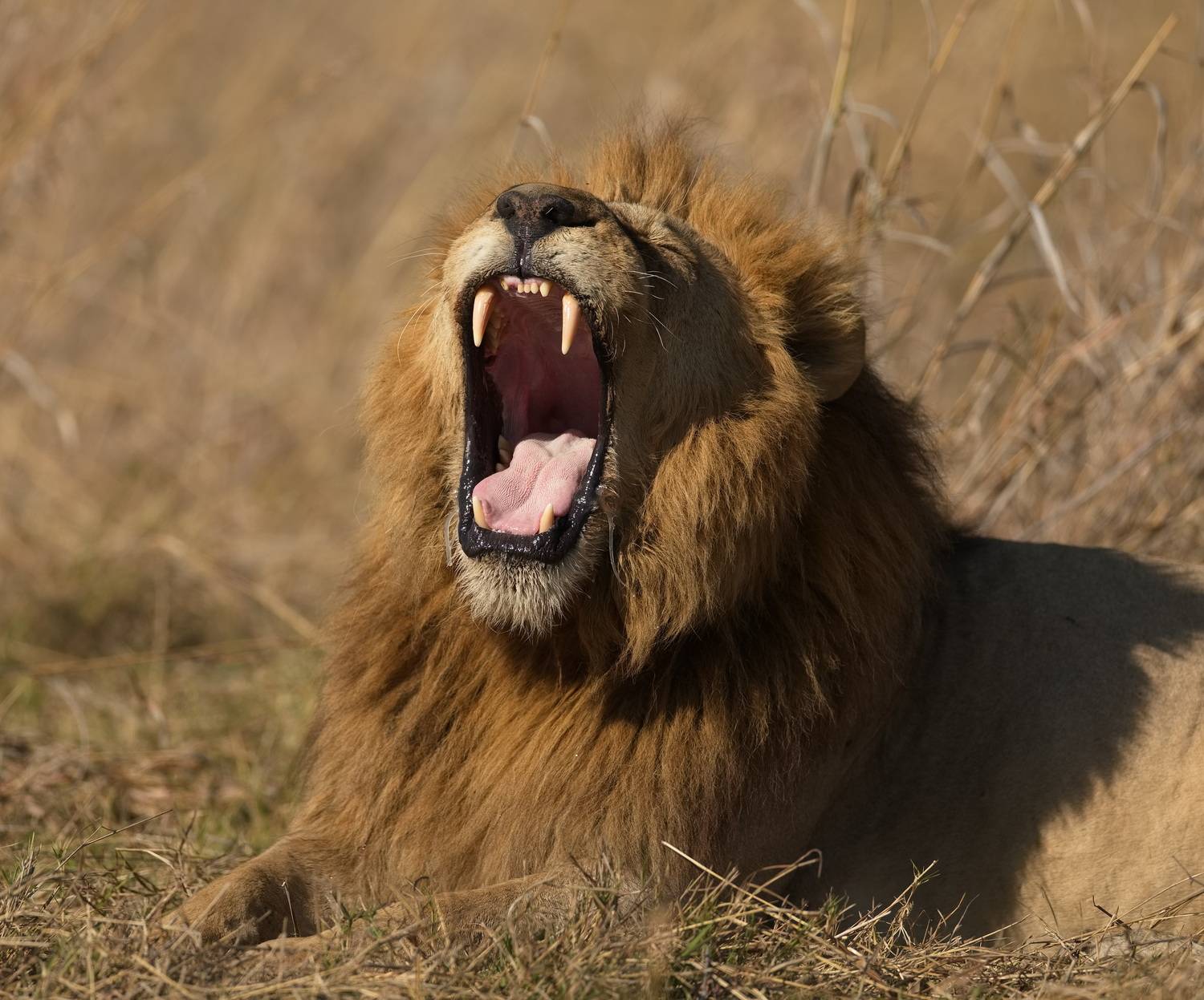 , Игорь Щербаков