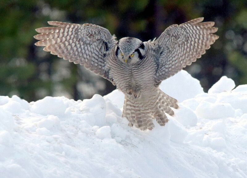 Не вижу, но слышу! фото превью