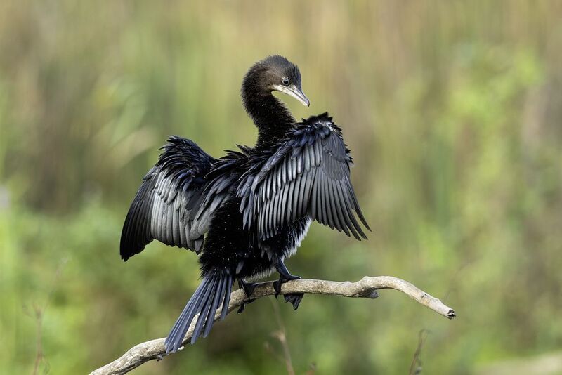 Карликовый баклан. фото превью