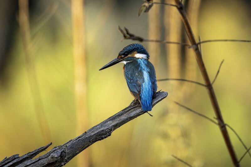 Зимородок обыкновенный. фото превью