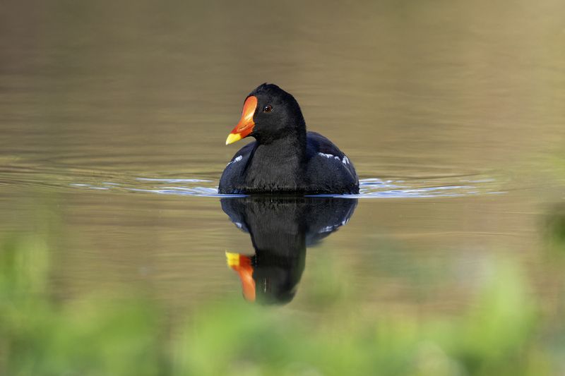 Камышница. фото превью
