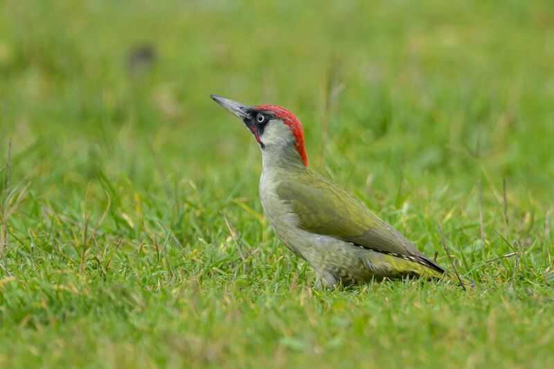 Почему этот дятел зеленого цвета? фото превью
