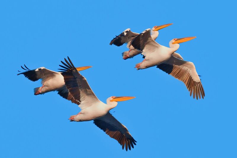 *Смотрите, смотрите! Пеликаны летят... фото превью