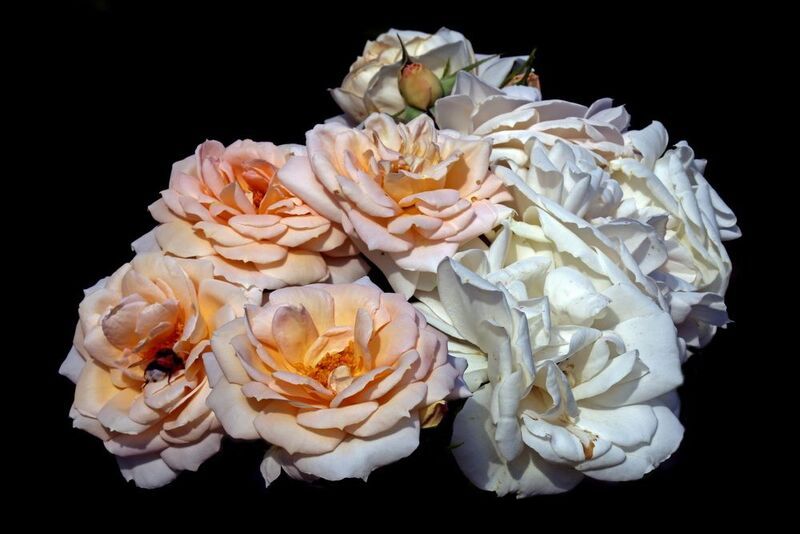 розы 15 июля в Коломенском фото превью