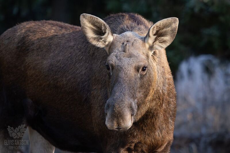 природа, лось, костромская область, лоси, природа костромской области Портреты из леса фото превью