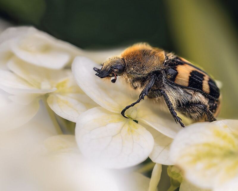 Когда ты очень безобидный, природа дарит защитный наряд!   фото превью