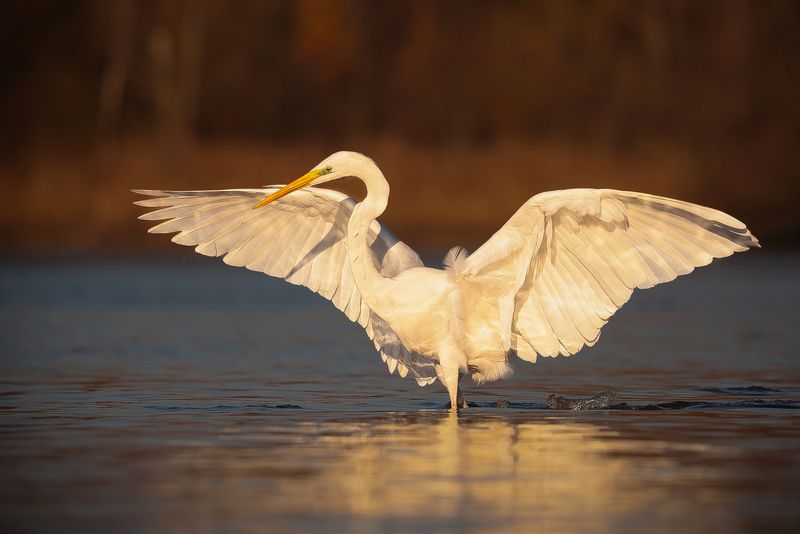 Heron фото превью