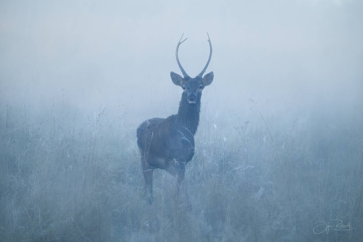 олень, беларусь, гон, deer, rut, осенний гон, красный бор, спичак,олени, осень, рассвет, red deer, туман, беларусь, красный бор, ворон, Рудченко Ольга