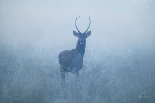 Утренние грезы