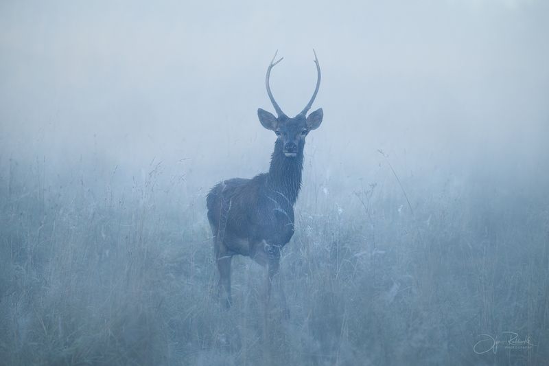 олень, беларусь, гон, deer, rut, осенний гон, красный бор, спичак,олени, осень, рассвет, red deer, туман, беларусь, красный бор, ворон Утренние грезы фото превью