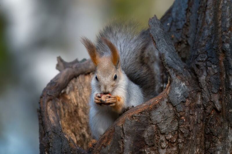 С орешком 2 фото превью