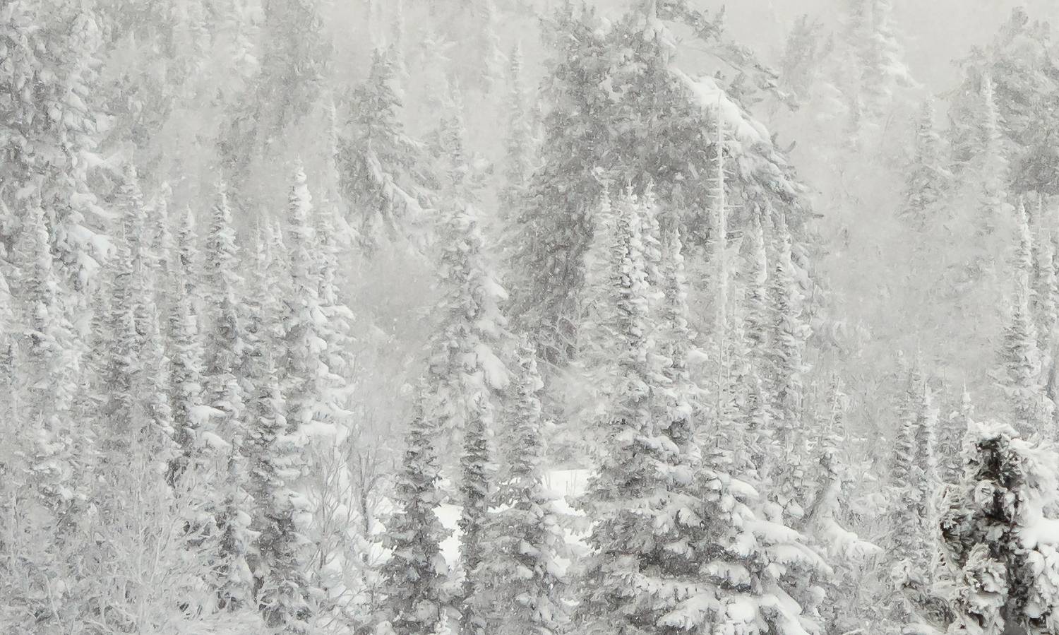 снег, иней, мороз, зима, пихты, кедры, гора зелёная, шерегеш, горная шория, сибирь, Пешков Валерий