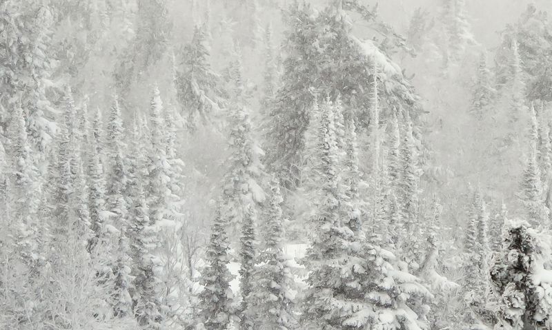 снег, иней, мороз, зима, пихты, кедры, гора зелёная, шерегеш, горная шория, сибирь Pro снежный беспредел фото превью