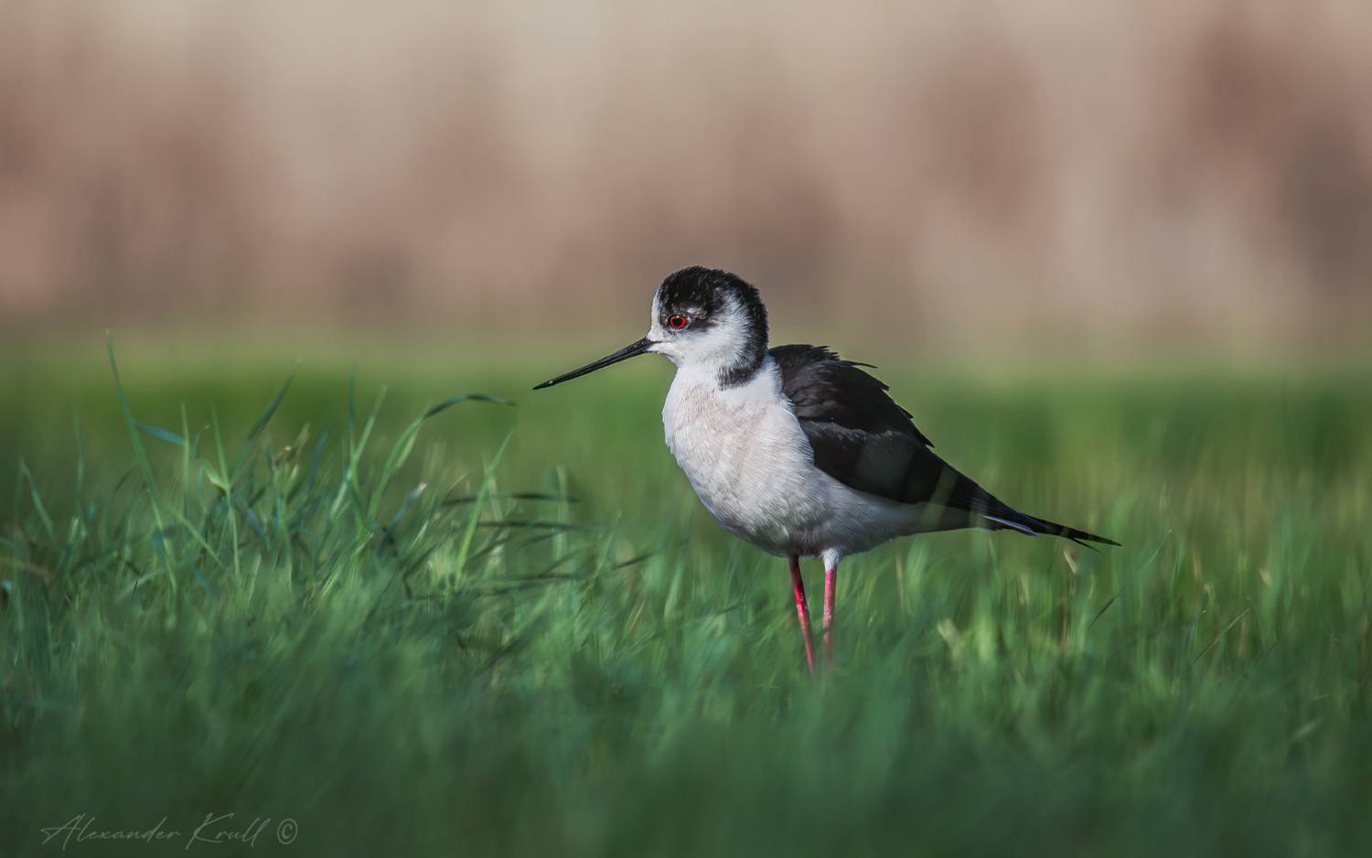 кулик, ходулочник, himantopus himantopus, Круль Александр