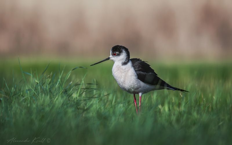 кулик, ходулочник, himantopus himantopus Задумчивый фото превью