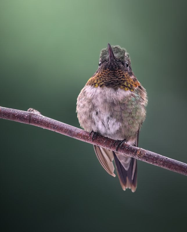 bird, humming, hummingbird, hummingbirds, hummer, rufous, nature, animals, wild, action, dynamic The sentry фото превью