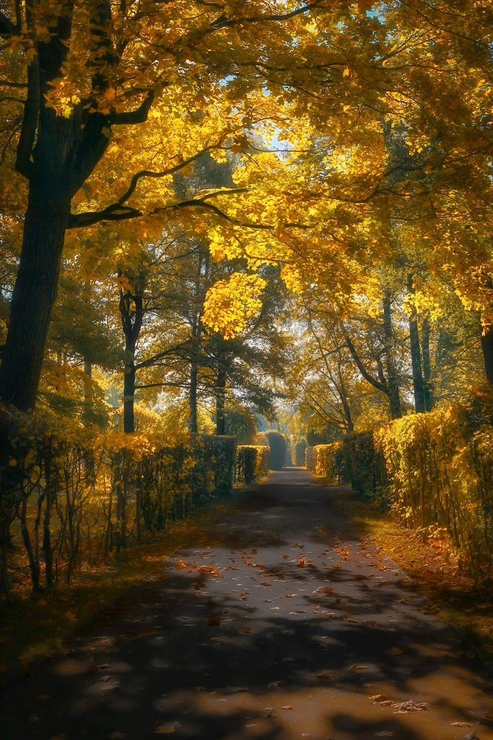 пейзаж, landscape, nature, природа, осень, autumn, золотаяосень, goldatum, Julia Kaissa