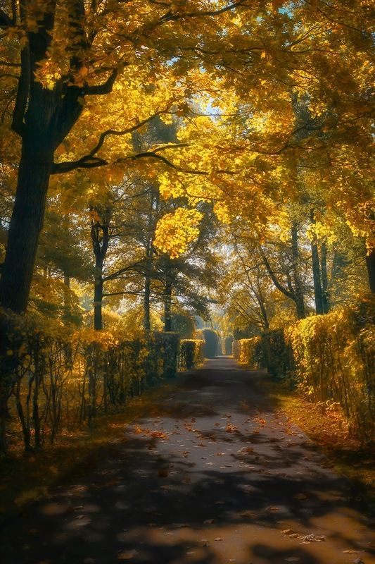 пейзаж, landscape, nature, природа, осень, autumn, золотаяосень, goldatum *** фото превью