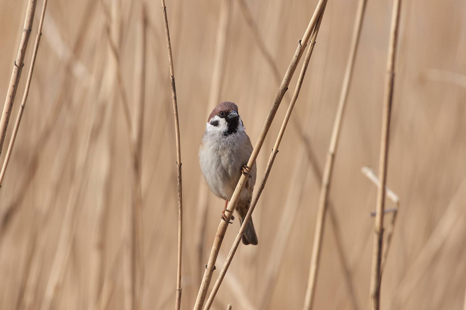 Полевой Воробей, Passer montanus,, Павел Сторчилов