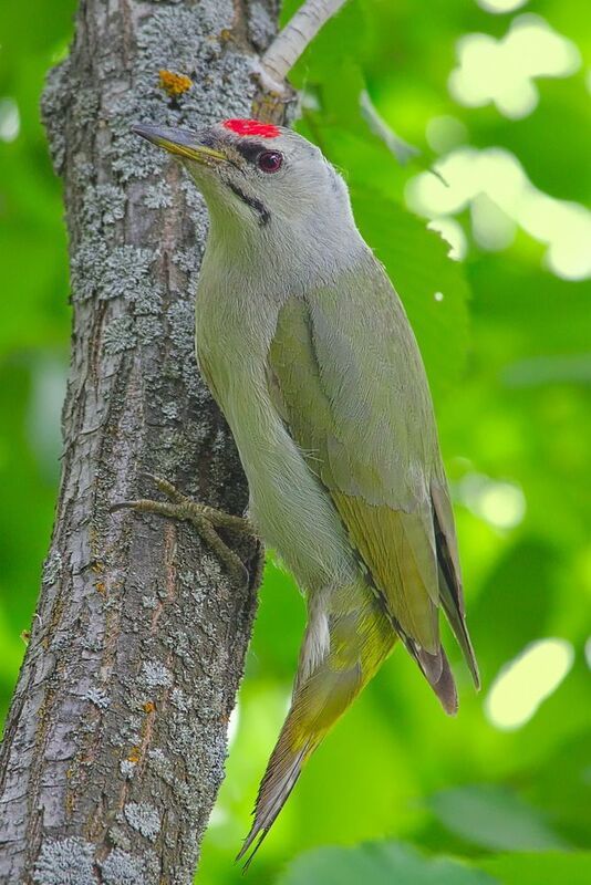 седой дятел,  picus canus, Седой дятел фото превью