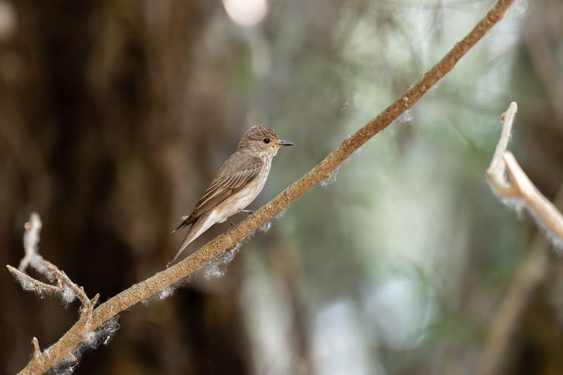 дикие животные фото превью