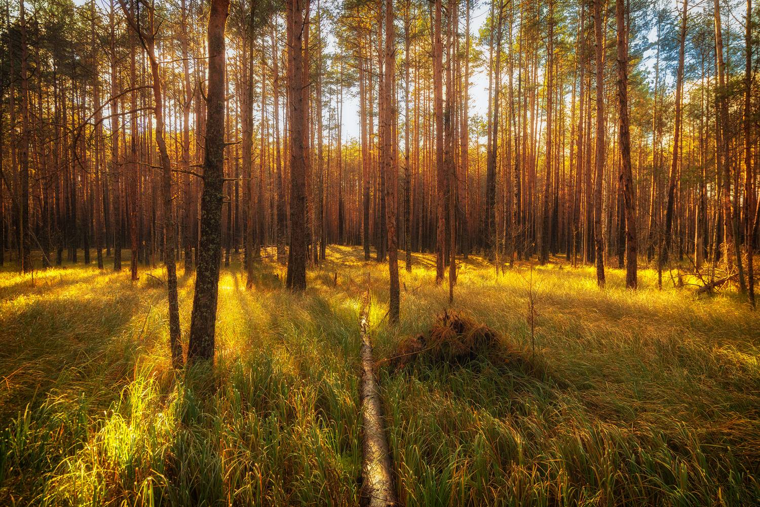 пейзаж, природа, осень, солнце, дикая природа, landscape, nature, wildlife, canon, Пронин Денис