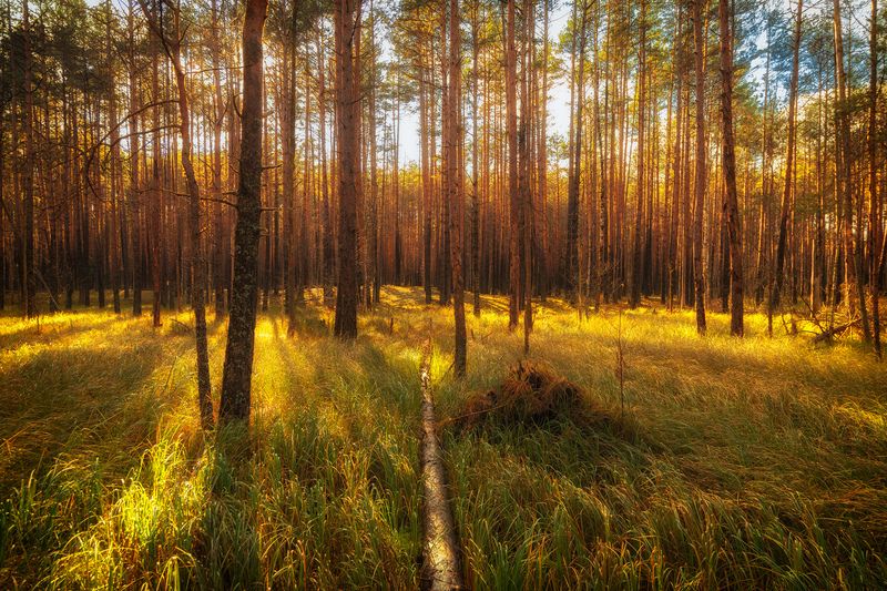 Осень на болоте фото превью