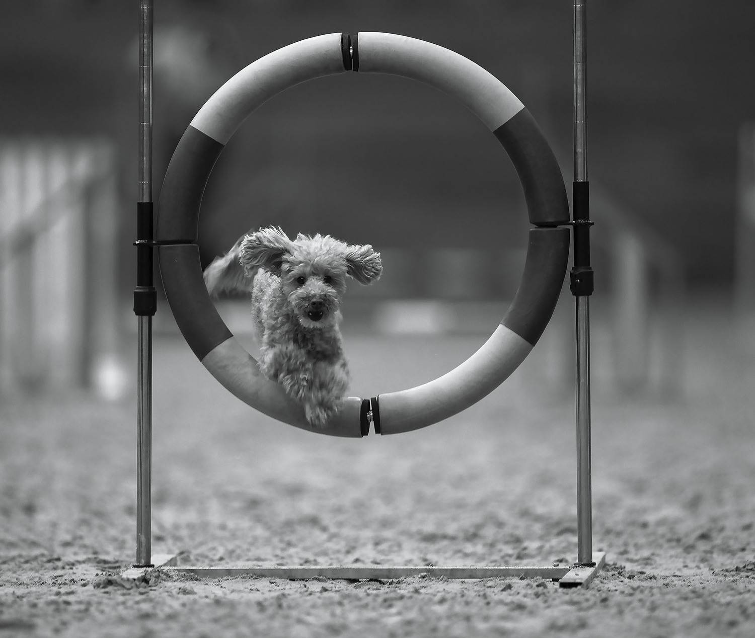 соревнования, собака,прыжок, спорт, dog, competition, jump, sport, Стукалова Юлия