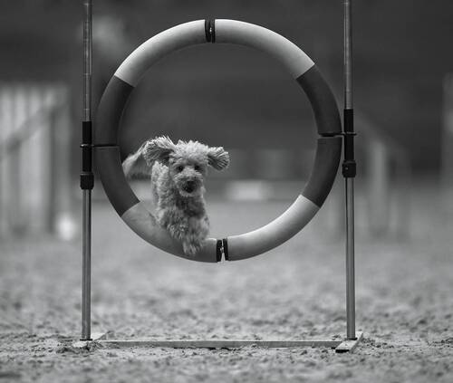 Полёт чемпиона