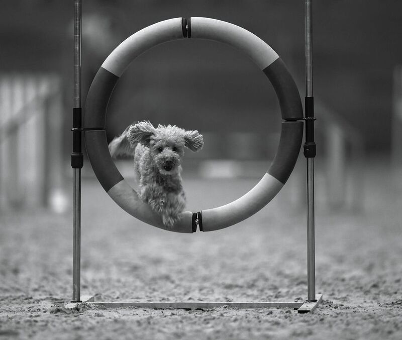 Полёт чемпиона фото превью