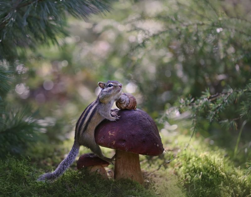 нерюнгри, бурундук, якутия, дикие_животные, женялевина, евгениялевина, животныеякутии, бурундукиибелкилевиной, улитка Кажется этот гриб уже занят...? фото превью