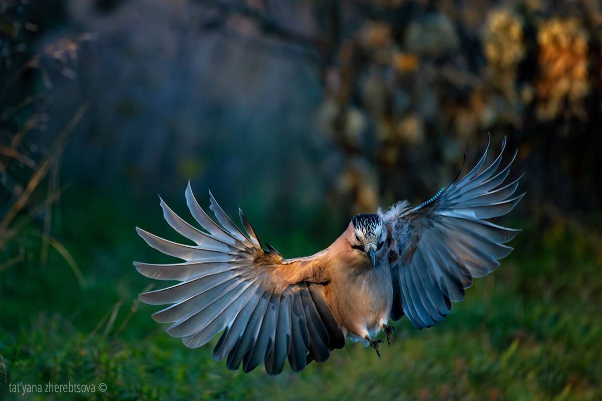 , Татьяна Жеребцова